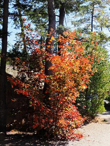 Fall leaves on the Kancamagus highway