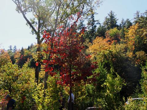 Fall leaves on the Kancamagus highway #2