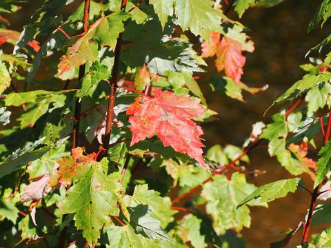 Fall leaves on the Kancamagus highway #3