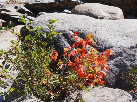 Fall leaves on the Kancamagus highway #4