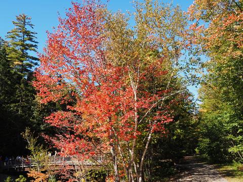 Fall leaves on the Kancamagus highway #5