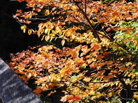 Fall leaves on the Kancamagus highway #6