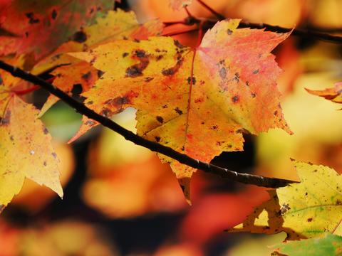 Fall leaves on the Kancamagus highway #7