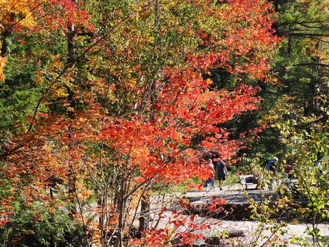 Fall leaves on the Kancamagus highway #9