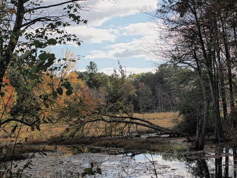Fall in Littleton, MA #2