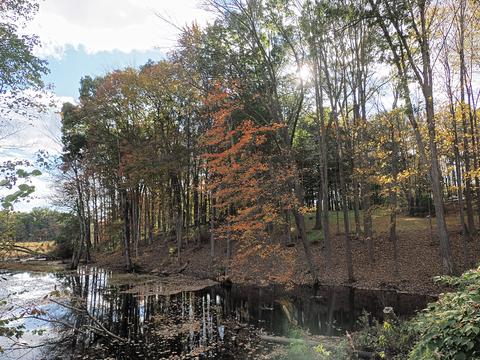 Fall in Littleton, MA #3