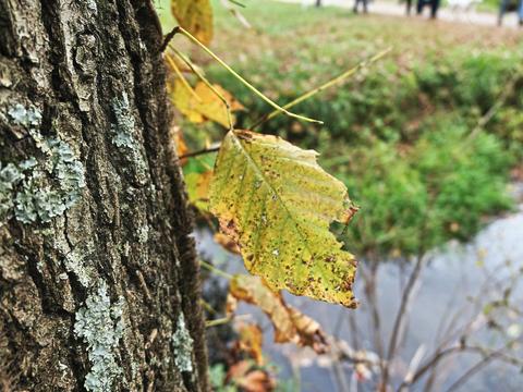Fall leaf