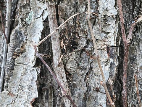 Tree bark