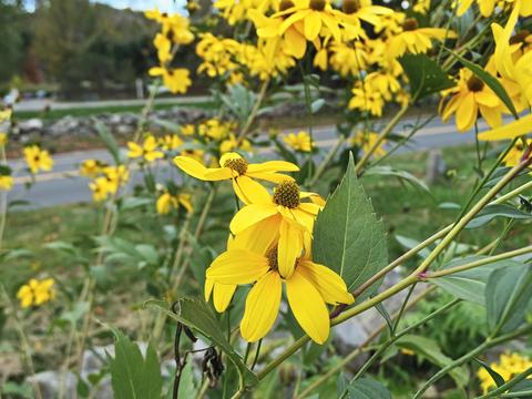 Black-eyed susans