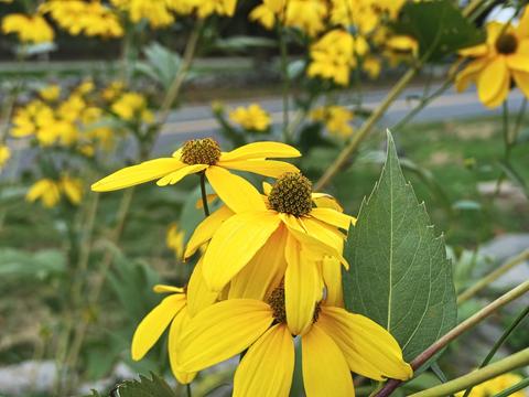Black-eyed susans #2