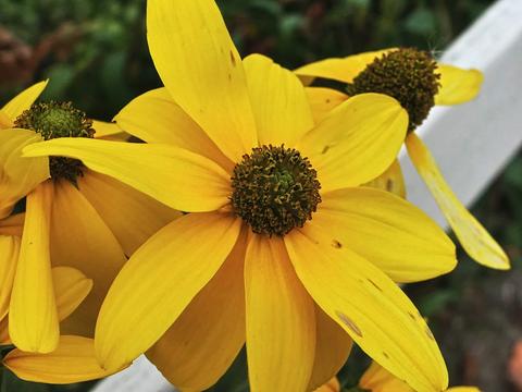 Black-eyed susans #3