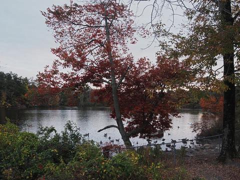 Fall at the Wayside Inn #3