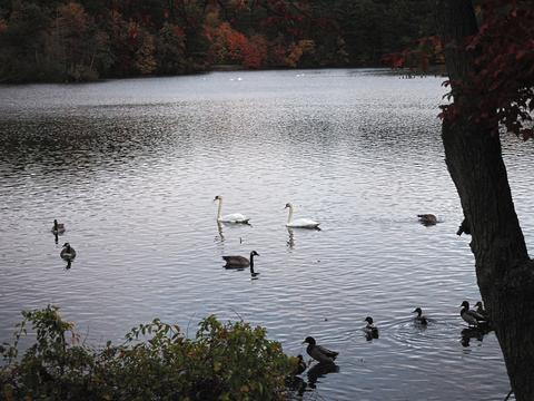 Swans and ducks