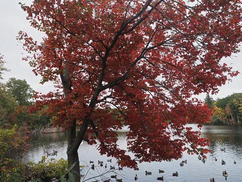 Fall at the Wayside Inn #4