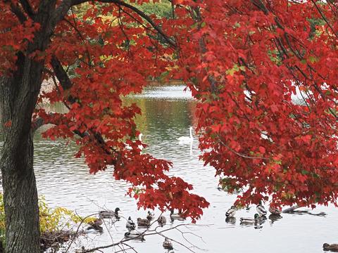 Fall at the Wayside Inn #5