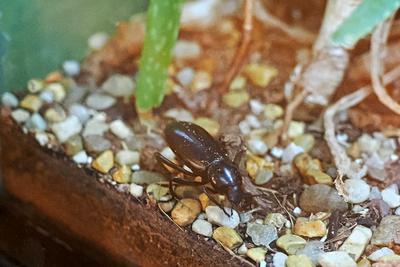 Darkling beetle #2