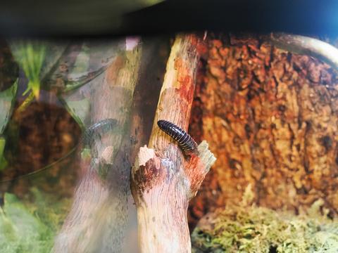 Florida ivory millipede