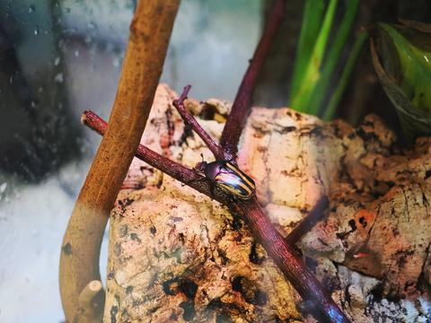 Flamboyant flower beetle