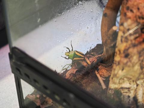 Flamboyant flower beetle #2