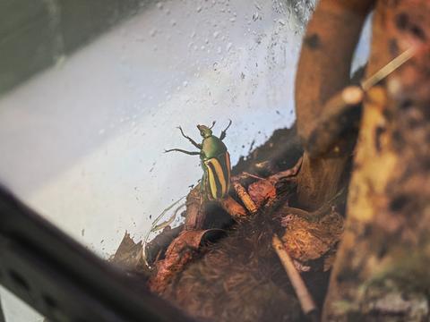 Flamboyant flower beetle #3