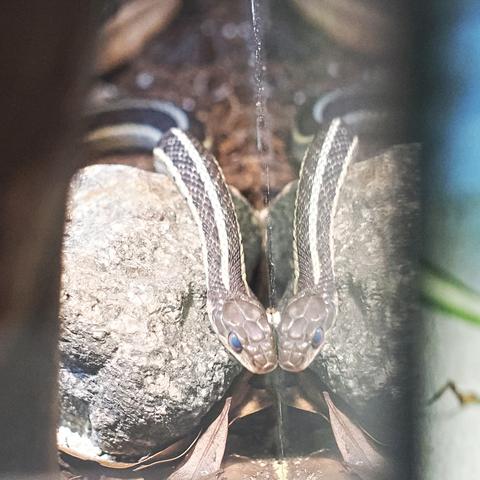 Eastern garter snake #2