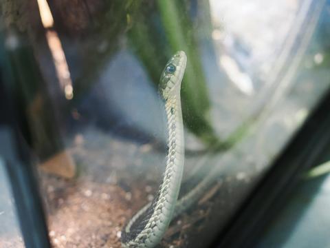 Eastern garter snake #3