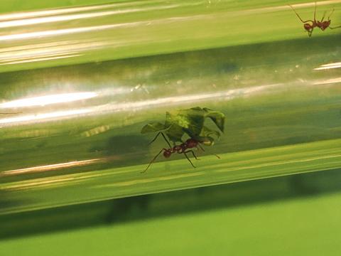 Leafcutter ant