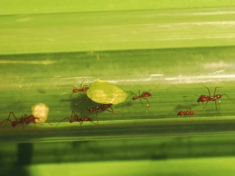 Leafcutter ants