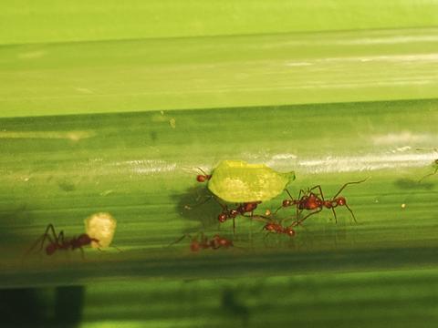 Leafcutter ants #2