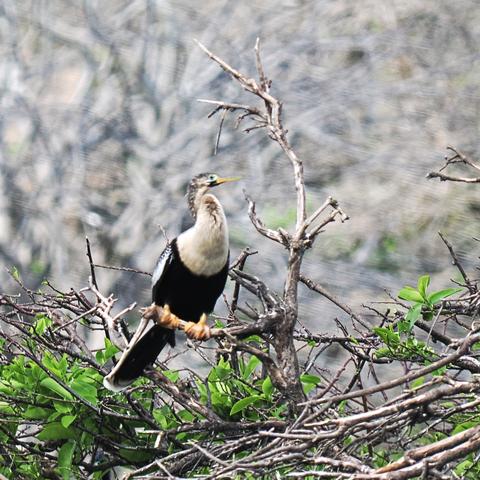 Anhinga