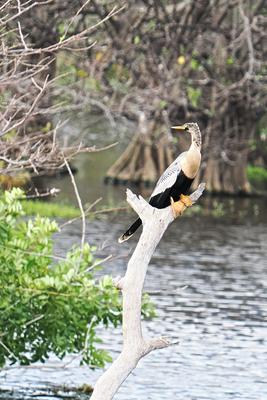Anhinga #2