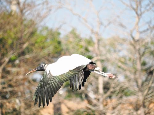 Wood stork in flight #2
