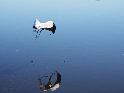 Wood stork in flight #8