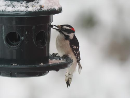 Red headed woodpecker