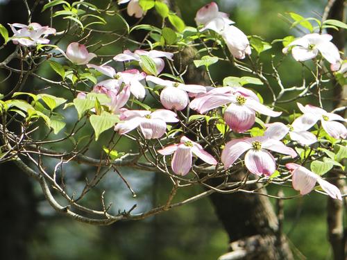 Liz's dogwood tree's flowers