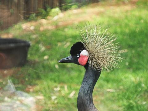 West African black-crowned crane
