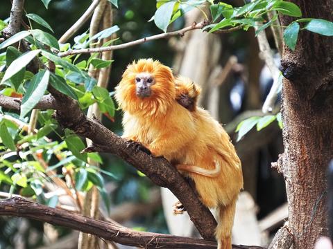 Golden Lion Tamarin and youngster #2