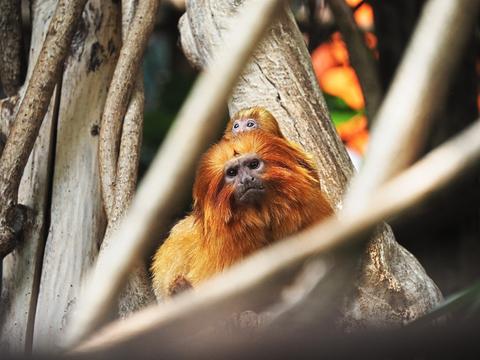 Golden Lion Tamarin