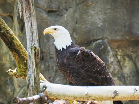 Bald eagle