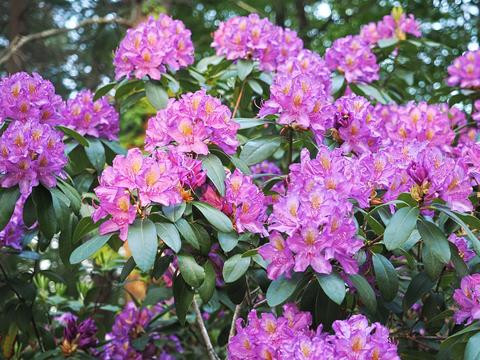 Rhododendron #2