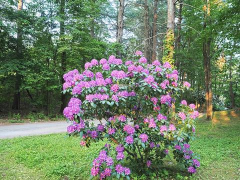 Rhododendron #3