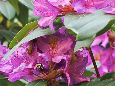 Bee in a rhododendron