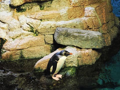 Penguin