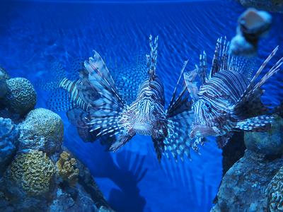 Lionfish #2