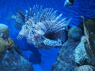 Lionfish #4