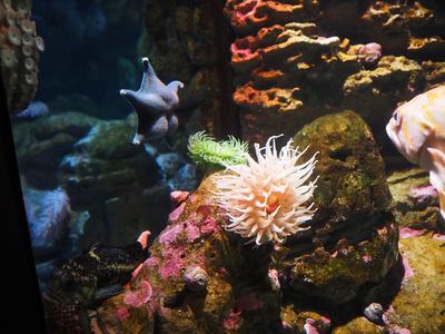 Sea anemones #3