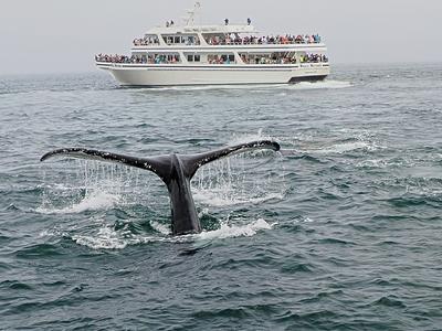 Whale tail