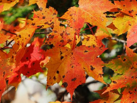 Fall leaves on the Kancamagus highway