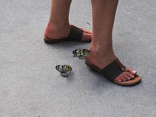 Foot butterflies