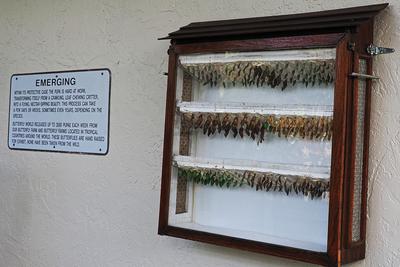 Emerging butterflies